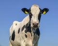 Black mottled cow looks straight into the camera, spit runs out of her mouth, blue background Royalty Free Stock Photo