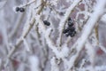 Black mountain ash and other plants under the snow. Russian winter 2018.