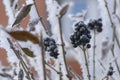 Black mountain ash and other plants under the snow. Russian winter 2018.