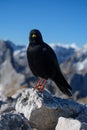 Black mountain bird Royalty Free Stock Photo