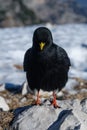 Black mountain bird Royalty Free Stock Photo