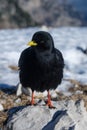 Black mountain bird Royalty Free Stock Photo