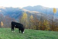 Black mountain cows grazing on an green pasture Royalty Free Stock Photo