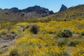 Black Mountains in Western Arizona, Spring wildflowers Royalty Free Stock Photo