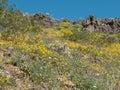 Black Mountains in Western Arizona, Spring wildflowers Royalty Free Stock Photo