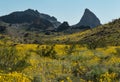 Black Mountains in Western Arizona, Spring wildflowers Royalty Free Stock Photo