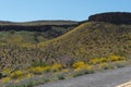 Black Mountains in Western Arizona, Spring wildflowers Royalty Free Stock Photo