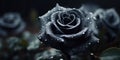 Black Mourning Rose