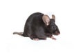 Black mouse on a white background Royalty Free Stock Photo