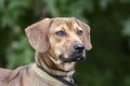 Black Mouth Cur Hound Beagle mixed breed dog Royalty Free Stock Photo