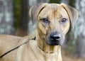 Black Mouth Cur Vizsla Hound mixed breed dog