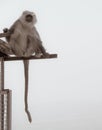 Black mouthed langoor monkey sitting on an iron shed with its tail hanging. Apes concept