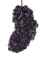 Black Mulberry