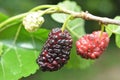 Black mulberry berries Morus nigra ripen on a tree branch Royalty Free Stock Photo