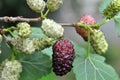 Black mulberry berries Morus nigra ripen on a tree branch Royalty Free Stock Photo