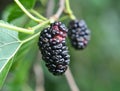 Black mulberry berries (Morus nigra) ripen on a tree branch Royalty Free Stock Photo