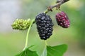 Black mulberry berries (Morus nigra) ripen on a tree branch Royalty Free Stock Photo