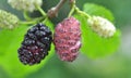 Black mulberry berries (Morus nigra) ripen on a tree branch Royalty Free Stock Photo