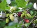 Black mulberry berries (Morus nigra) ripen on a tree branch Royalty Free Stock Photo