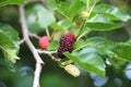 Black mulberry berries (Morus nigra) ripen on a tree branch Royalty Free Stock Photo