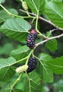 Black mulberry berries (Morus nigra) ripen on a tree branch Royalty Free Stock Photo