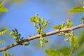 Black mulberry (Morus nigra L.). Branch with buds on a blue sky background Royalty Free Stock Photo