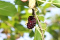 Black mulberry ripe in the garden