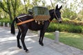 Black mule pack loading basket, adobe rgb