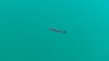 Black mullet swims in the turquoise water