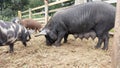 A black mummy pig sow feeding with her pigglets while a boy looks on