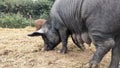 A black mummy pig sow with teats full of milk looks for food