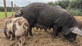 A black mummy pig sow with teats full of milk looks forages for food