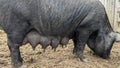 A black mummy pig sow with teats full of milk