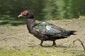 Black muscovy duck, cairina moschata