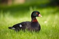 Black Muscovy duck in green field. Generate ai