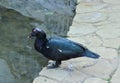 Black muscovy duck near the pound.