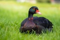 Black Muscovy duck with red beak in green field. Generate ai