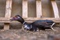 Black Muscovy Duck Resting on Ground with Open Beak in Farmyard Royalty Free Stock Photo