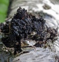 Black mushroom chaga or Inonotus oblique forming growths on trunk of birch tree Royalty Free Stock Photo