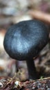 Black mushroom