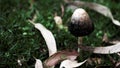 Black mushroom with its accompanying brown leaves, captured in its natural environment on the ground