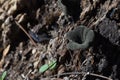 Black mushroom on nature, Craterellus fallax.