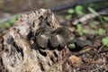 Black mushroom on nature, Craterellus fallax.