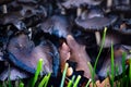 Black mushrooms among green grass leaves Royalty Free Stock Photo