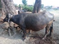 Beautiful Black buffalo