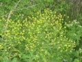 Black Mustard Brassica nigra