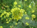 Black Mustard Brassica nigra