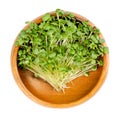 Black mustard microgreen, shoots of Brassica nigra, in wooden bowl