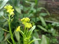 Black mustard seed flowers which began to bloom. Royalty Free Stock Photo