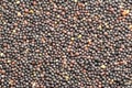 Black Mustard Seed